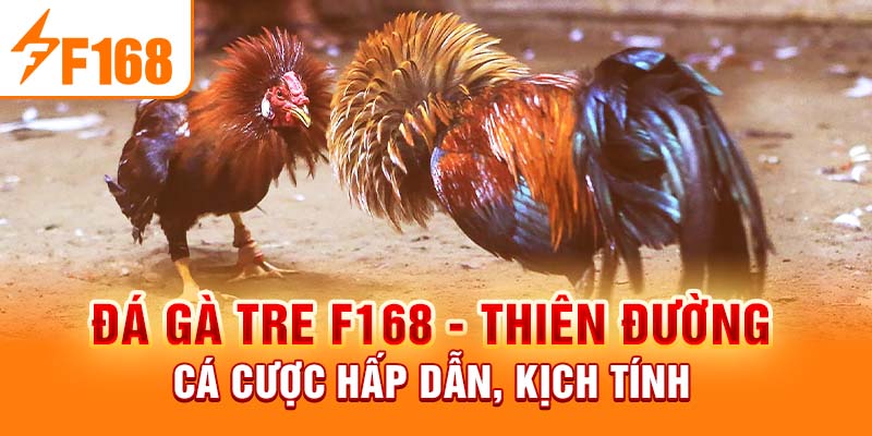 Đá Gà Tre F168 - Thiên Đường Cá Cược Hấp Dẫn, Kịch Tính Đá Gà Tre F168 - Thiên Đường Cá Cược Hấp Dẫn, Kịch Tính