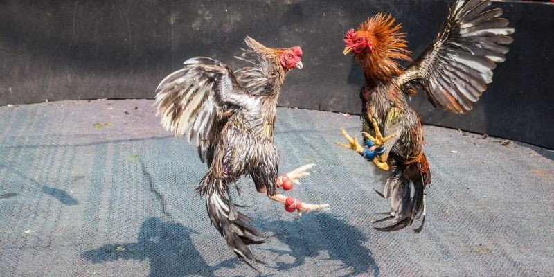 Trực Tiếp Đá Gà - Địa Điểm Cá Cược Nảy Lửa, Hấp Dẫn Tại F168 Nhà cái cung cấp nhiều loại hình đá gà hấp dẫn khác nhau